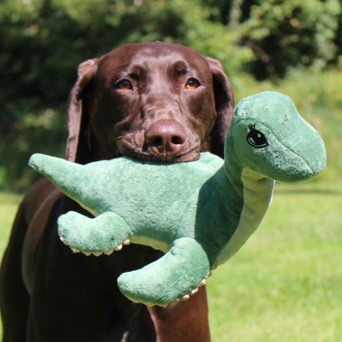 Nessie With Squeaker Dog Toy