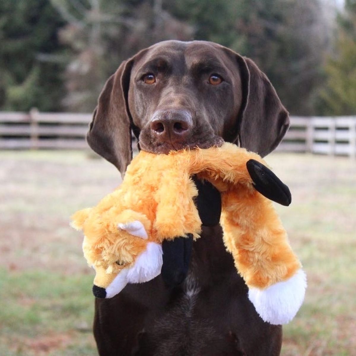 Fox Squeaker Stuffless Dog Toy