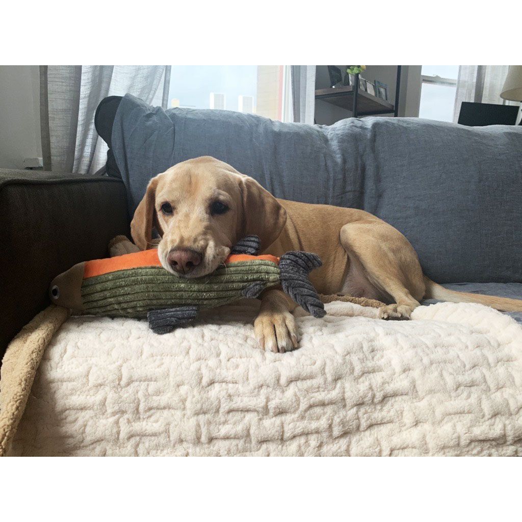 12" Plush Fish With Squeaker Dog Toy